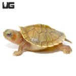 Baby Hybino Red Ear Slider Turtles (Split Scute) (Trachemys scripta elegans) For Sale - Underground Reptiles