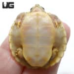 Baby Hybino Red Ear Slider Turtles (Split Scute) (Trachemys scripta elegans) For Sale - Underground Reptiles