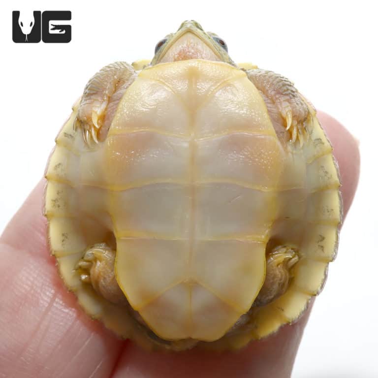 Baby Hybino Red Ear Slider Turtles (Split Scute) (Trachemys scripta ...