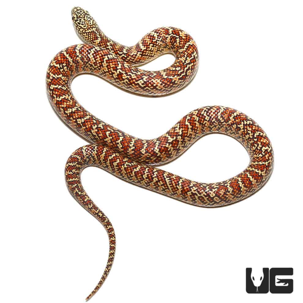 Baby Brooks Kingsnake For Sale - Underground Reptiles