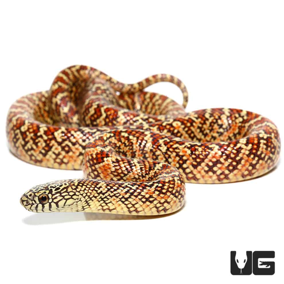 Baby Brooks Kingsnake For Sale Underground Reptiles