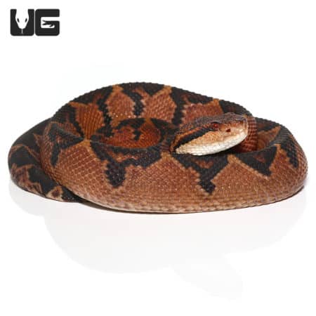 Bushmasters (Lachesis muta) For Sale - Underground Reptiles