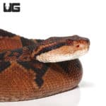Bushmasters (Lachesis muta) For Sale - Underground Reptiles