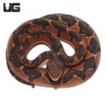 Bushmasters (Lachesis muta) For Sale - Underground Reptiles