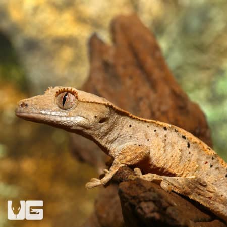 Juvenile Flame Dalmation Crested Geckos (Correlophus ciliatus) For Sale - Underground Reptiles