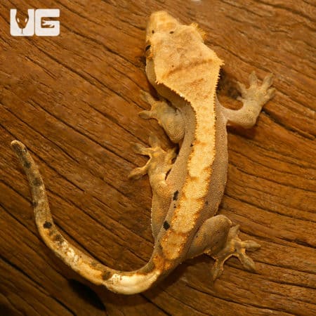 Juvenile Flame Dalmation Crested Geckos (Correlophus ciliatus) For Sale - Underground Reptiles