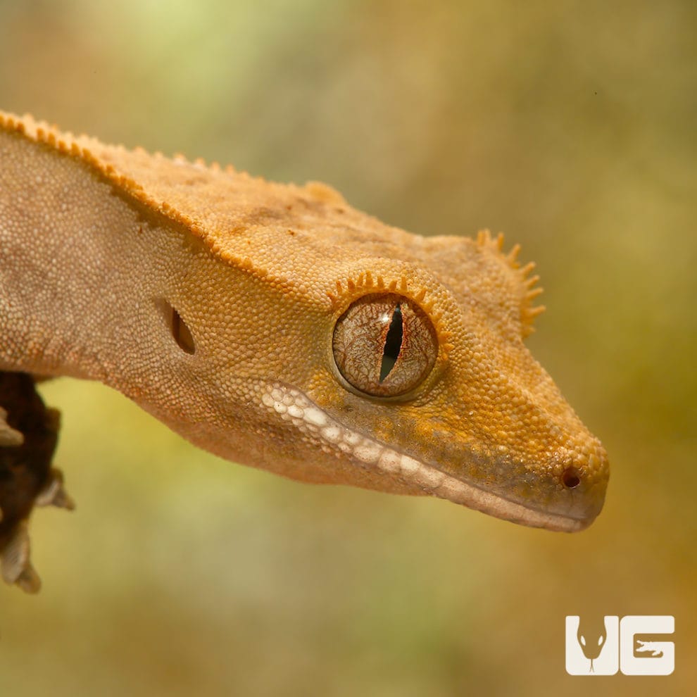 Geckos For Sale - Underground Reptiles