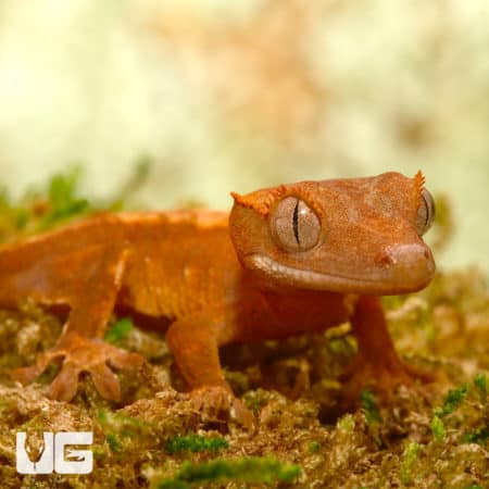 Crested & New Caledonia Geckos For Sale - Underground Reptiles