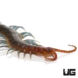 Keeled Centipede (Otostigmus Scaber) For Sale - Underground Reptiles