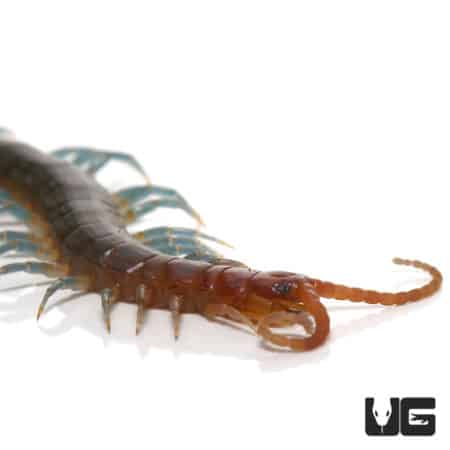 Keeled Centipede (Otostigmus Scaber) For Sale - Underground Reptiles