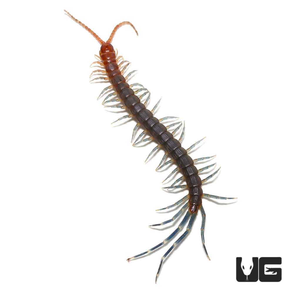 Peruvian Giant Centipede For Sale - Underground Reptiles