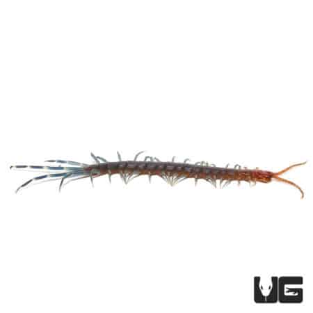 Keeled Centipede (Otostigmus Scaber) For Sale - Underground Reptiles