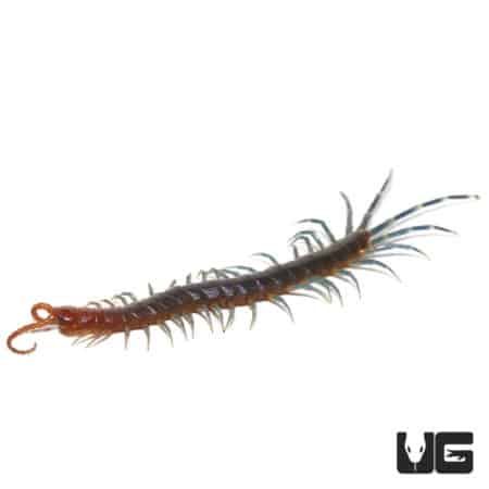 Keeled Centipede (Otostigmus Scaber) For Sale - Underground Reptiles