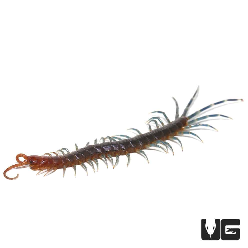 Peruvian Giant Centipede For Sale - Underground Reptiles