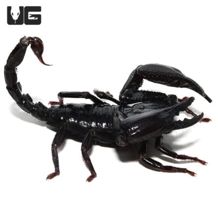 Asian Forest Scorpions For Sale - Underground Reptiles