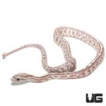 Baby Ghost Tessera Cornsnake (Pantherophis guttatus) For Sale - Underground Reptiles