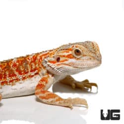 Male Juvenile Stratum Bearded Dragon (Pogona vitticeps) For Sale - Underground Reptiles