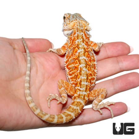 Male Juvenile Stratum Bearded Dragon (Pogona vitticeps) For Sale - Underground Reptiles