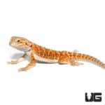 Male Juvenile Stratum Bearded Dragon (Pogona vitticeps) For Sale - Underground Reptiles