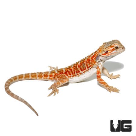 Male Juvenile Stratum Bearded Dragon (Pogona vitticeps) For Sale - Underground Reptiles