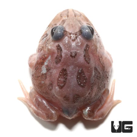 Mutant Black Eyed Pink Chicken Pacman Frogs (Ceratophrys cranwelli) for sale - Underground Reptiles