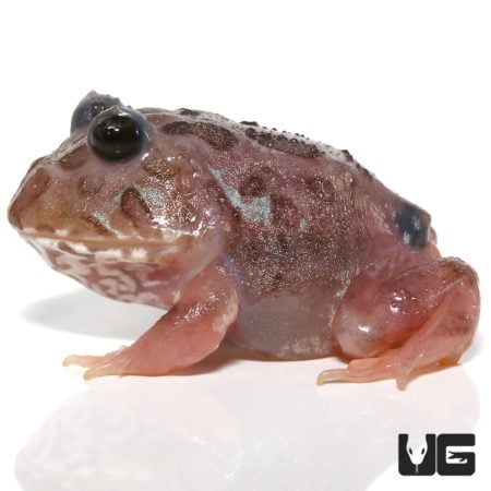 Mutant Black Eyed Pink Chicken Pacman Frogs (Ceratophrys cranwelli) for sale - Underground Reptiles
