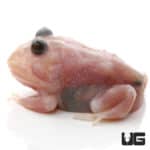 Mutant Snow White Pacman Frogs (Ceratophrys cranwelli) for sale - Underground Reptiles