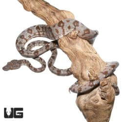 Amazon Tree Boas (Corallus hortulanus) For Sale - Underground Reptiles