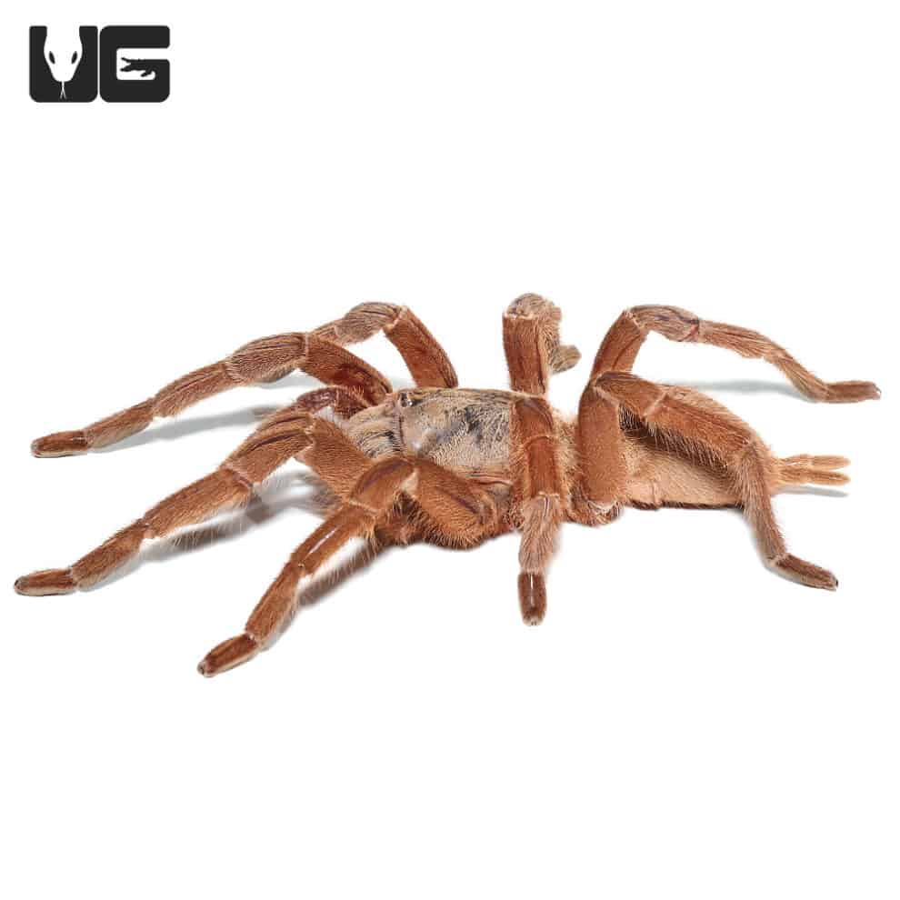 Asian Fawn Tarantula (Chilobrachys Huahini) For Sale Underground Reptiles