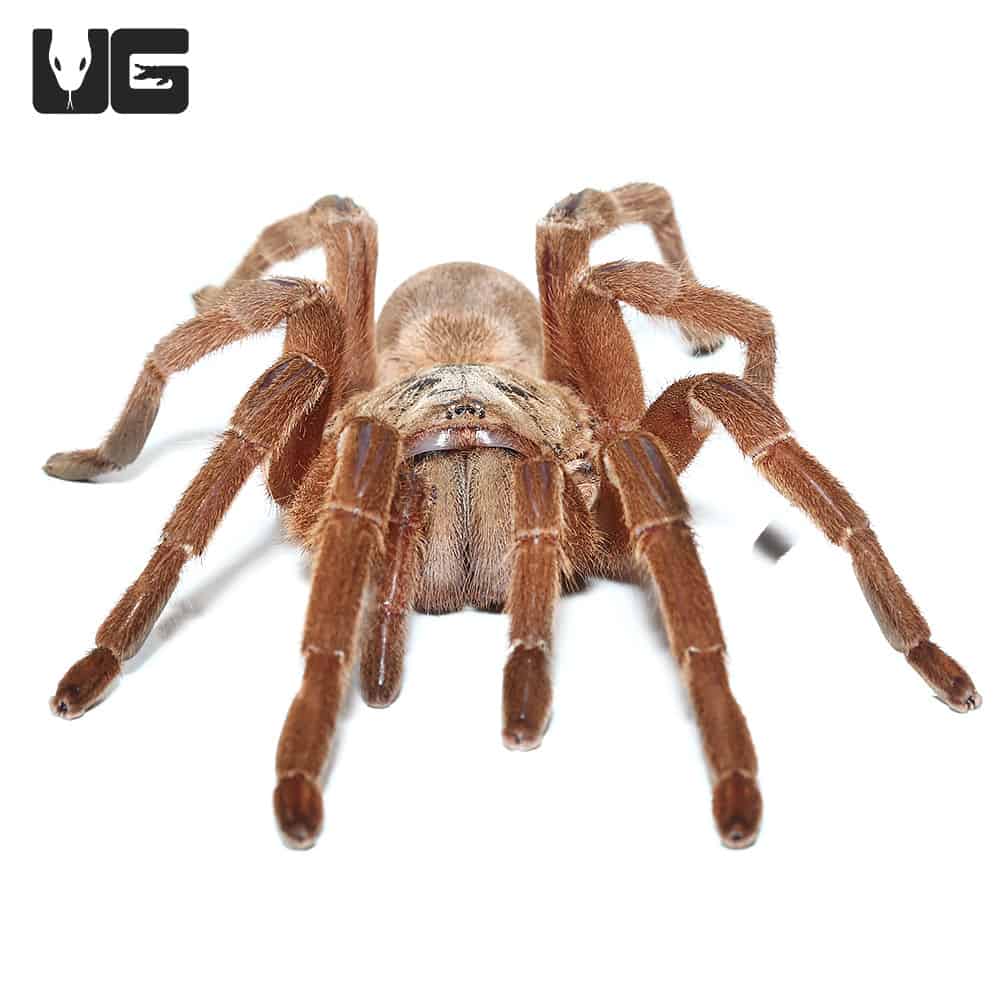 Asian Fawn Tarantula (Chilobrachys Huahini) For Sale Underground Reptiles