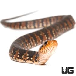 Baby Banded Water Snakes (Nerodia fasciata) For Sale - Underground Reptiles