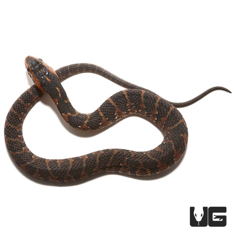 Baby Banded Water Snakes For Sale Underground Reptiles