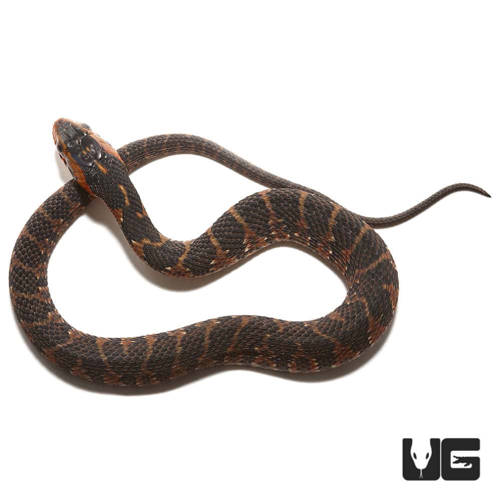 Baby Banded Water Snakes For Sale Underground Reptiles
