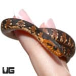 Baby Banded Water Snakes (Nerodia fasciata) For Sale - Underground Reptiles