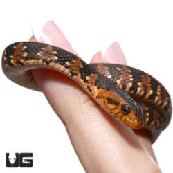 Baby Banded Water Snakes For Sale - Underground Reptiles