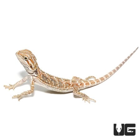 Baby Bearded Dragons (Pogona vitticeps) For Sale - Underground Reptiles