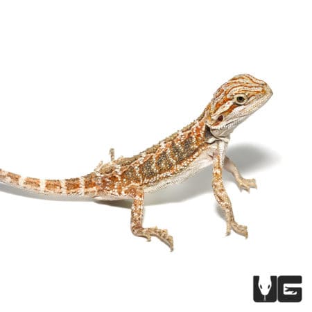 Baby Bearded Dragons (Pogona vitticeps) For Sale - Underground Reptiles