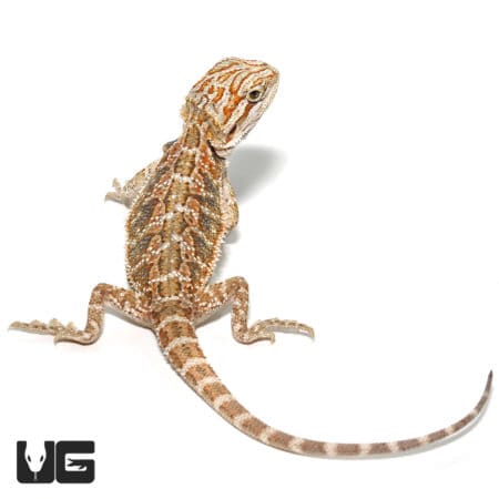 Baby Bearded Dragons (Pogona vitticeps) For Sale - Underground Reptiles