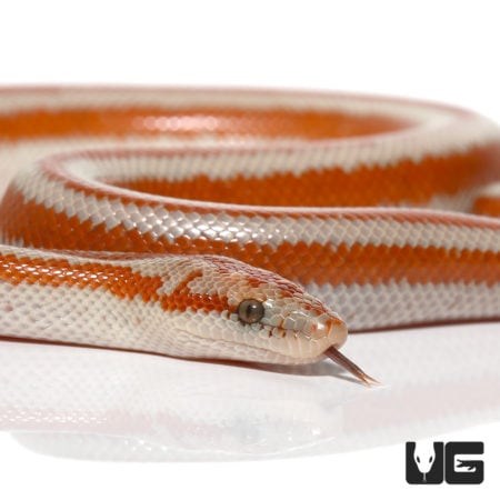 Baby San Matias Rosy Boas (Lichanura trivirgata) For Sale - Underground Reptiles