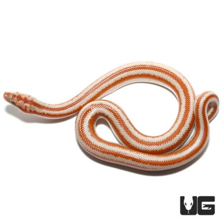 Baby San Matias Rosy Boas (Lichanura trivirgata) For Sale - Underground Reptiles