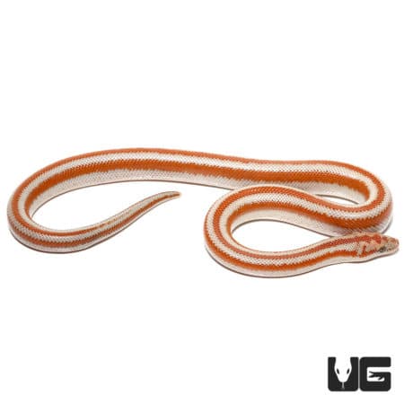 Baby San Matias Rosy Boas (Lichanura trivirgata) For Sale - Underground Reptiles