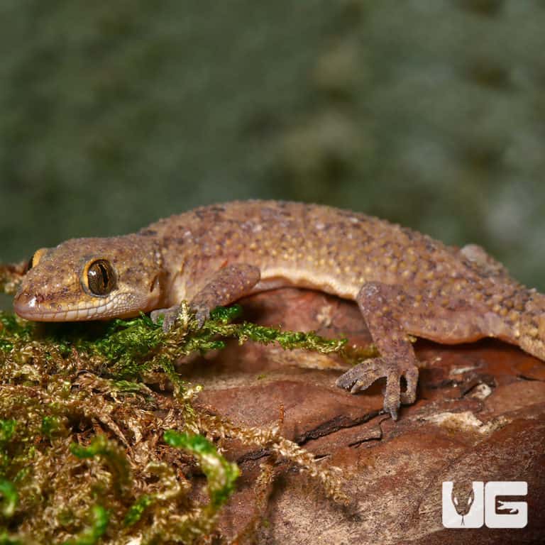 Brooks House Geckos (Hemidactylus brookii) For Sale Underground Reptiles