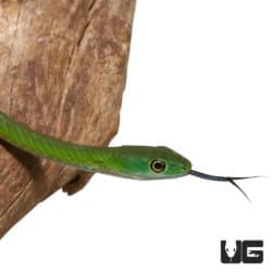 Green Bush Snakes (Philothamnus semivariegatus) For Sale - Underground Reptiles