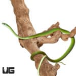 Green Bush Snakes (Philothamnus semivariegatus) For Sale - Underground Reptiles