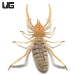 Sun Spider (Solifugae sp) For Sale - Underground Reptiles