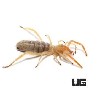 Sun Spider (Solifugae sp) For Sale - Underground Reptiles