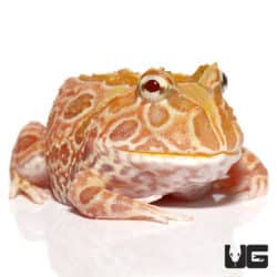 Sunburst Pacman Frogs (Ceratophrys cranwelli) For Sale - Underground Reptiles