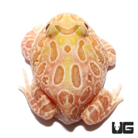 Sunburst Pacman Frogs (Ceratophrys cranwelli) For Sale - Underground Reptiles