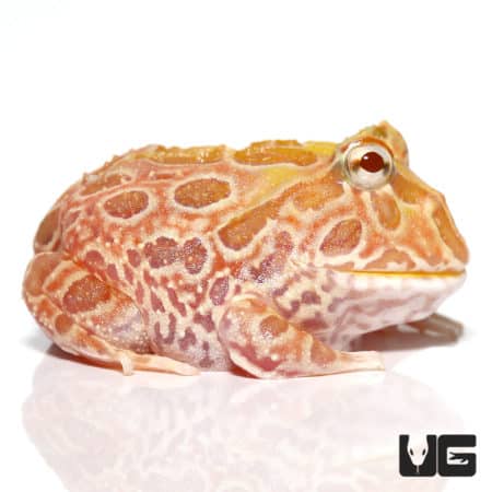 Sunburst Pacman Frogs (Ceratophrys cranwelli) For Sale - Underground Reptiles