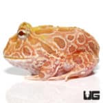 Sunburst Pacman Frogs (Ceratophrys cranwelli) For Sale - Underground Reptiles